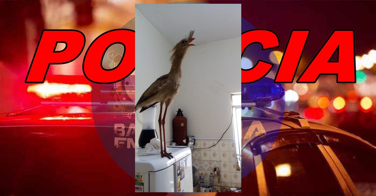 BOMBEIROS CAPTURAM SERIEMA DENTRO DE RESIDÊNCIA EM SÃO JOÃO DEL REI