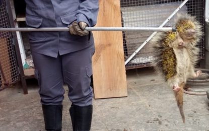 Bombeiros capturam ouriço em residência no bairro do Carmo em Barbacena