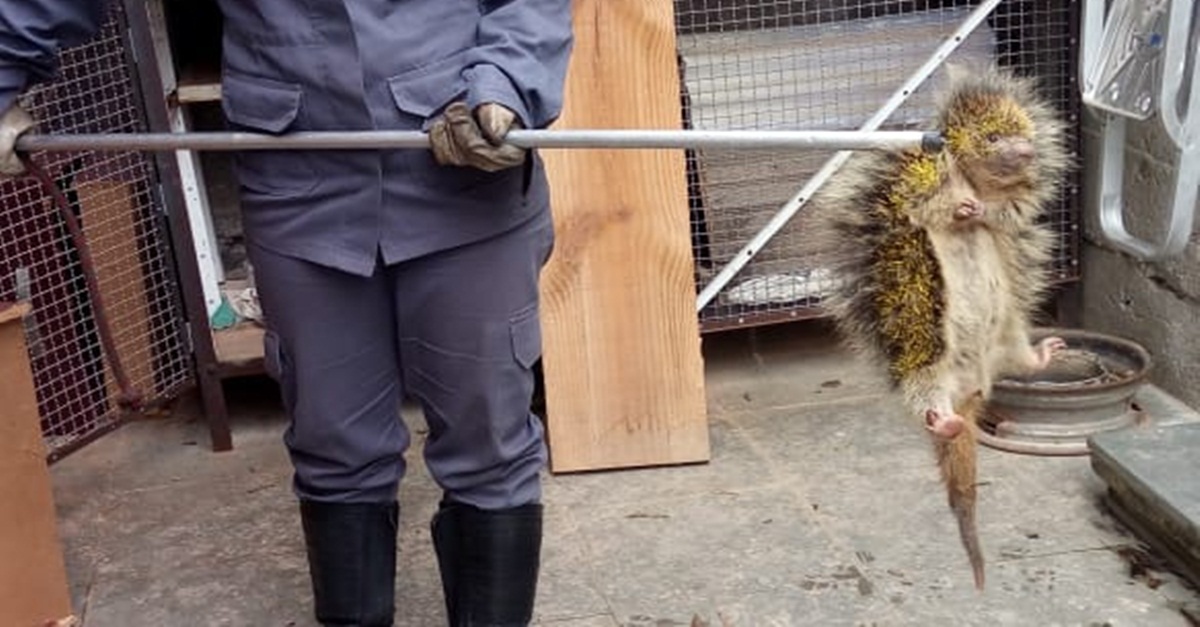 Bombeiros capturam ouriço em residência no bairro do Carmo em Barbacena