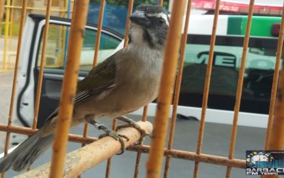 Cidadão é autuado por manter em cativeiro pássaros da fauna silvestre em Alfredo Vasconcelos