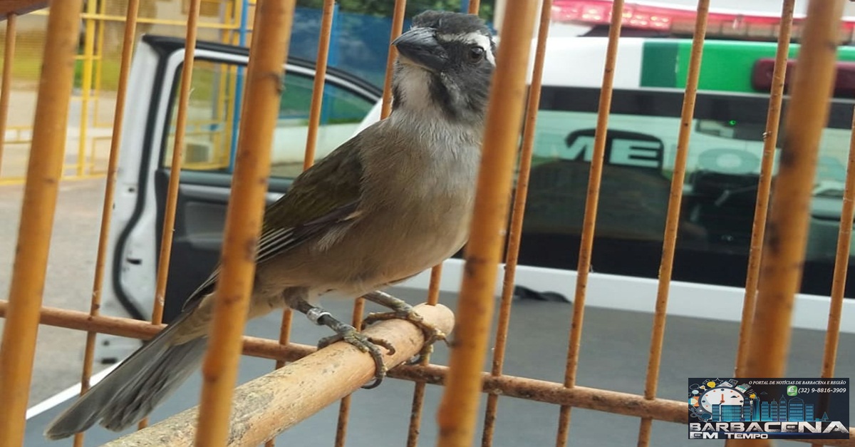 Cidadão é autuado por manter em cativeiro pássaros da fauna silvestre em Alfredo Vasconcelos