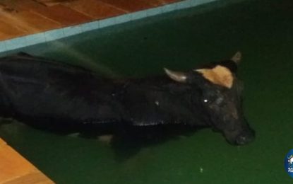 Corpo de Bombeiros acionados para retirada de um boi que caiu dentro de piscina