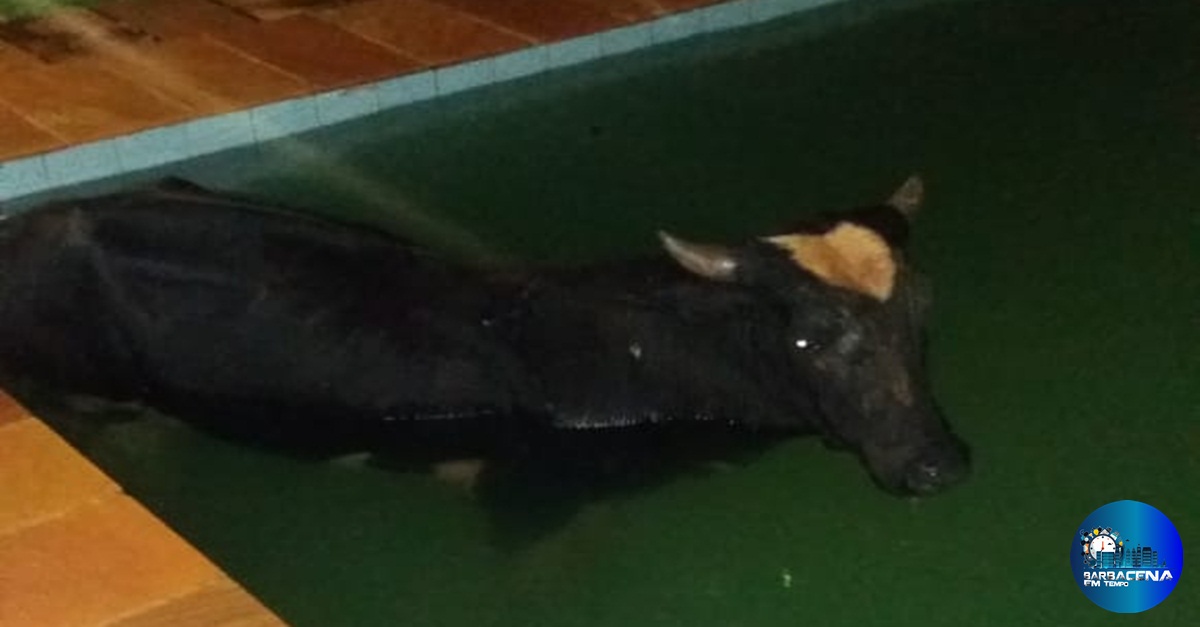 Corpo de Bombeiros acionados para retirada de um boi que caiu dentro de piscina