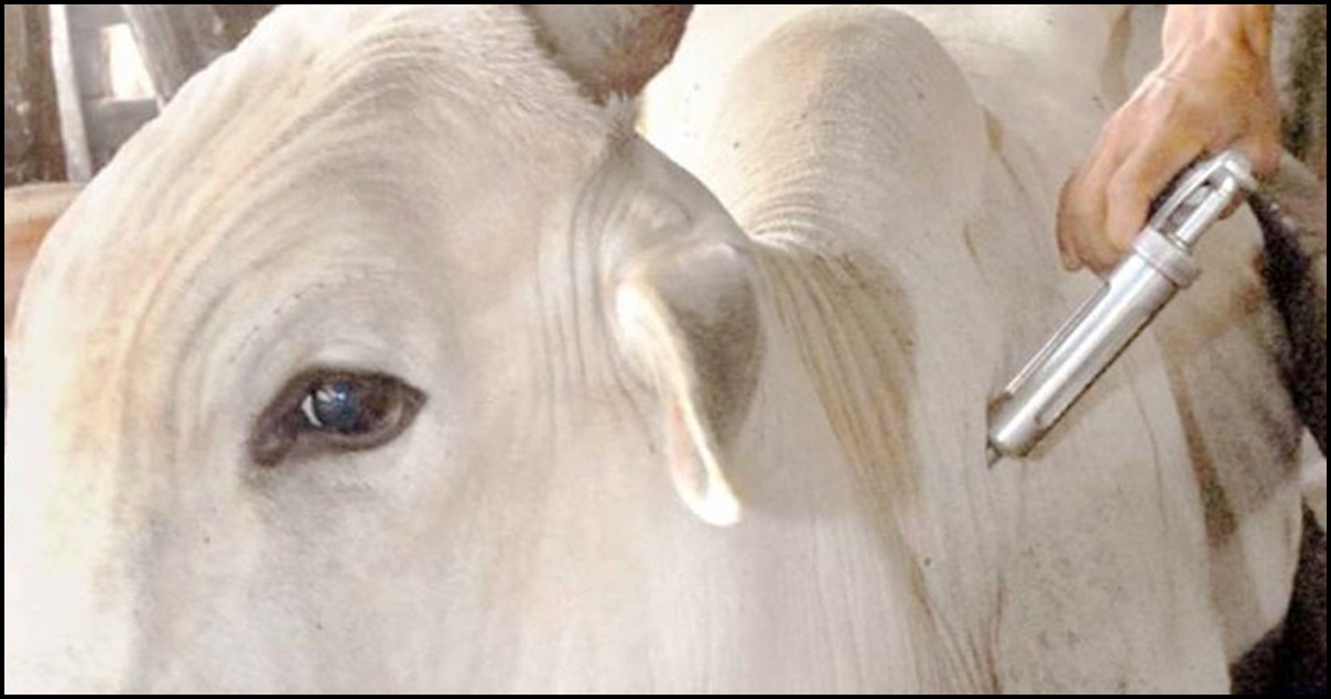 Começa hoje (01) a vacinação contra a febre aftosa em Minas Gerais