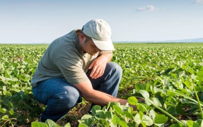 Produção agropecuária prevista para 2019 deve superar a deste ano