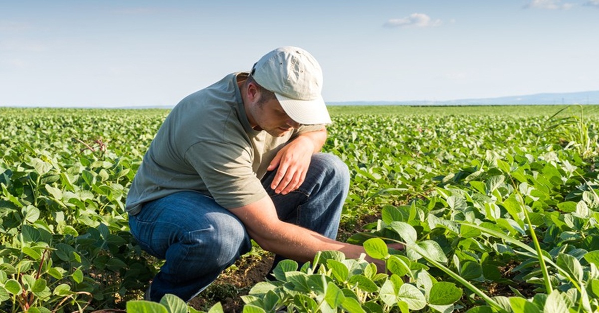 Produção agropecuária prevista para 2019 deve superar a deste ano