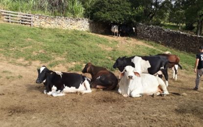 POLÍCIA CIVIL DE MINAS GERAIS REALIZA OPERAÇÃO “CARNE VIVA”
