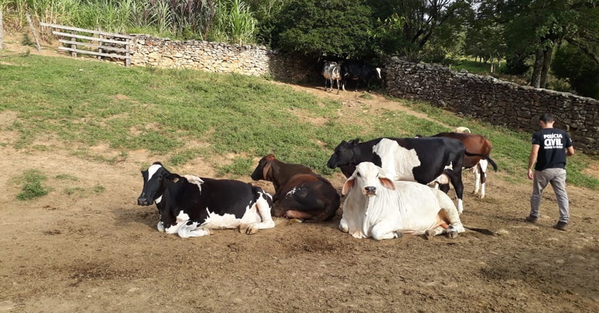 POLÍCIA CIVIL DE MINAS GERAIS REALIZA OPERAÇÃO “CARNE VIVA”