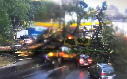 Motorista de van morre após queda de árvore na região Centro-Sul de Belo Horizonte