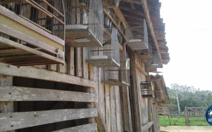 PM de Meio Ambiente resgata pássaros em cativeiro e autua proprietário em mais de 60 mil reais