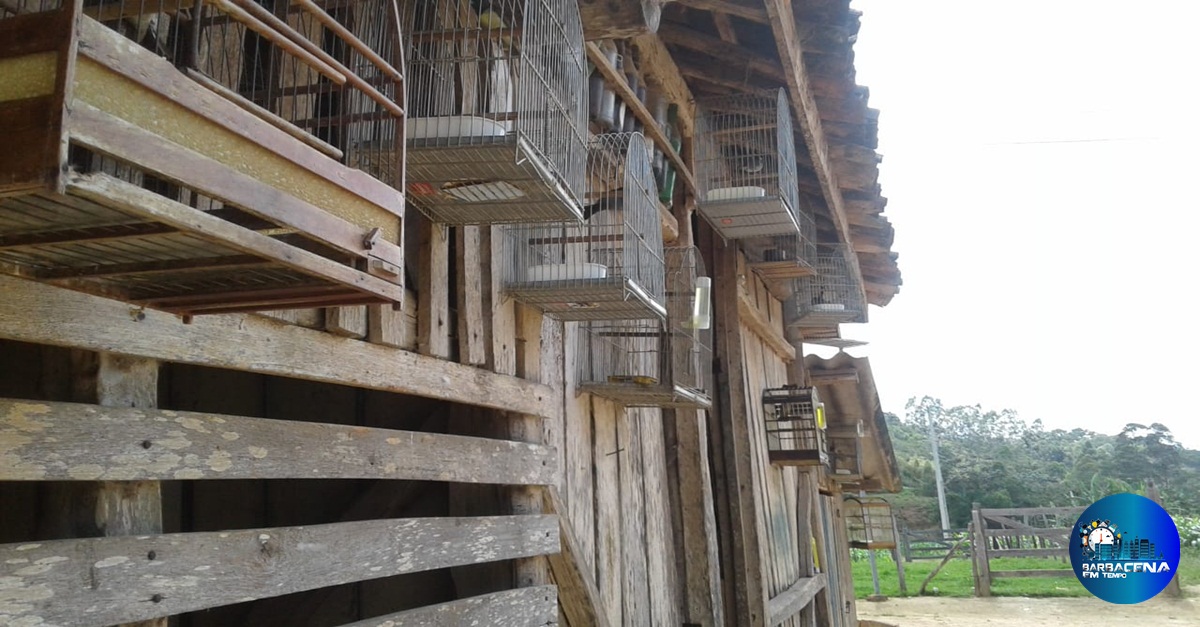 PM de Meio Ambiente resgata pássaros em cativeiro e autua proprietário em mais de 60 mil reais