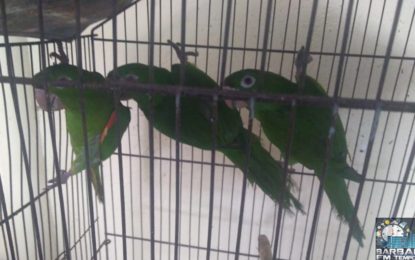 PM de Meio Ambiente autua proprietário por dano ambiental e resgata pássaros em cativeiro em Ressaquinha