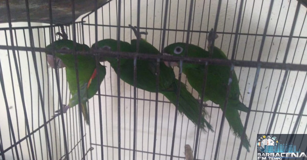 PM de Meio Ambiente autua proprietário por dano ambiental e resgata pássaros em cativeiro em Ressaquinha