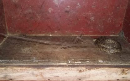 CASCAVEL É CAPTURADA EM VIA PÚBLICA NO BAIRRO DE FÁTIMA EM BARBACENA