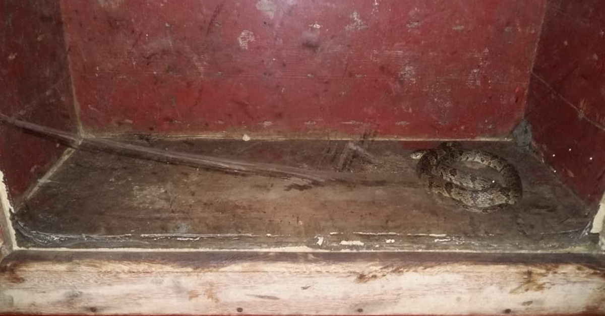 CASCAVEL É CAPTURADA EM VIA PÚBLICA NO BAIRRO DE FÁTIMA EM BARBACENA