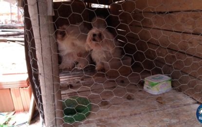 PM do Meio Ambiente resgata cães em situação de maus tratos em São João del-Rei