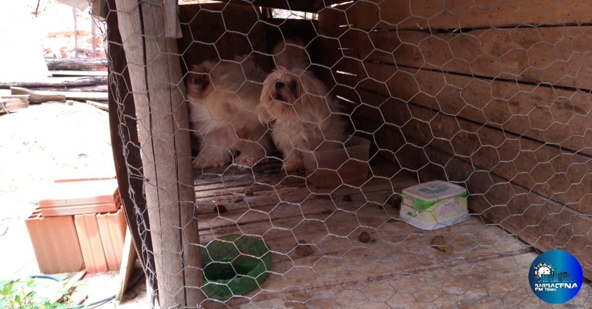 PM do Meio Ambiente resgata cães em situação de maus tratos em São João del-Rei