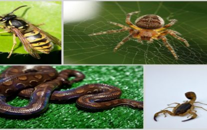 SES-MG alerta sobre acidentes com animais peçonhentos