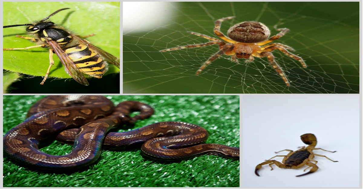 SES-MG alerta sobre acidentes com animais peçonhentos