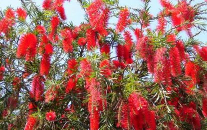 Paróquia trabalha para o plantio de novas mudas de árvore no entorno do Santuário