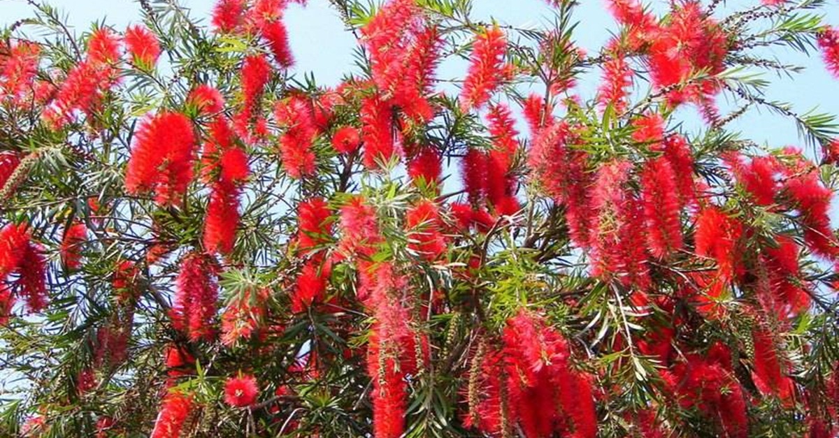 Paróquia trabalha para o plantio de novas mudas de árvore no entorno do Santuário
