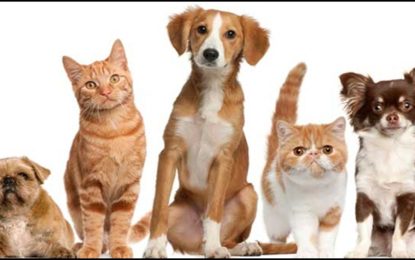 Vigilância Sanitária alerta estabelecimentos que comercializam animais domésticos