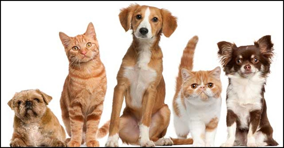 Vigilância Sanitária alerta estabelecimentos que comercializam animais domésticos