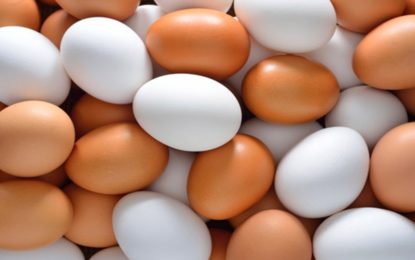 Ovo pode representar perigo à saúde caso não seja bem preparado