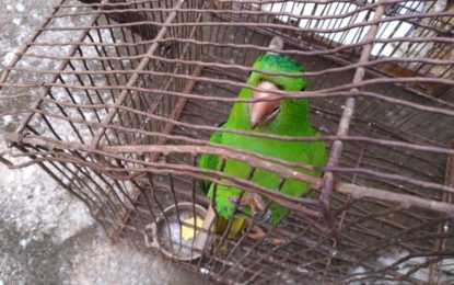 PM do Meio Ambiente resgata pássaros silvestres em cativeiro e autua infrator em quase 25 mil reais