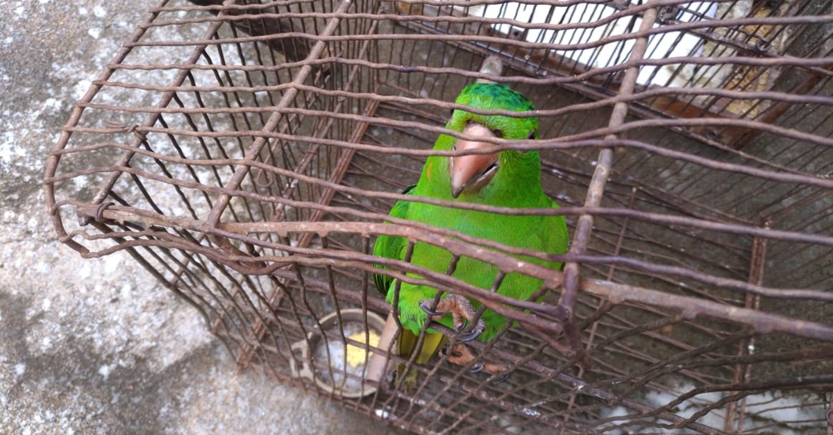 PM do Meio Ambiente resgata pássaros silvestres em cativeiro e autua infrator em quase 25 mil reais