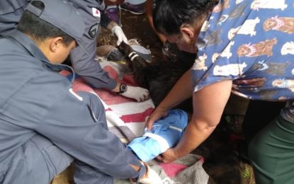 BOMBEIROS RESGATAM CADELA COM A PERNA PERFURADA POR LANÇA EM SJDR