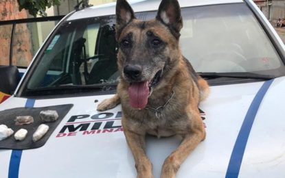 POLÍCIA MILITAR APREENDE GRANDE QUANTIDADE DE DROGAS EM PARÁ DE MINAS