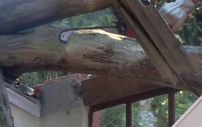 Chuva provoca queda de árvore sobre residência na Colônia Rodrigo Silva