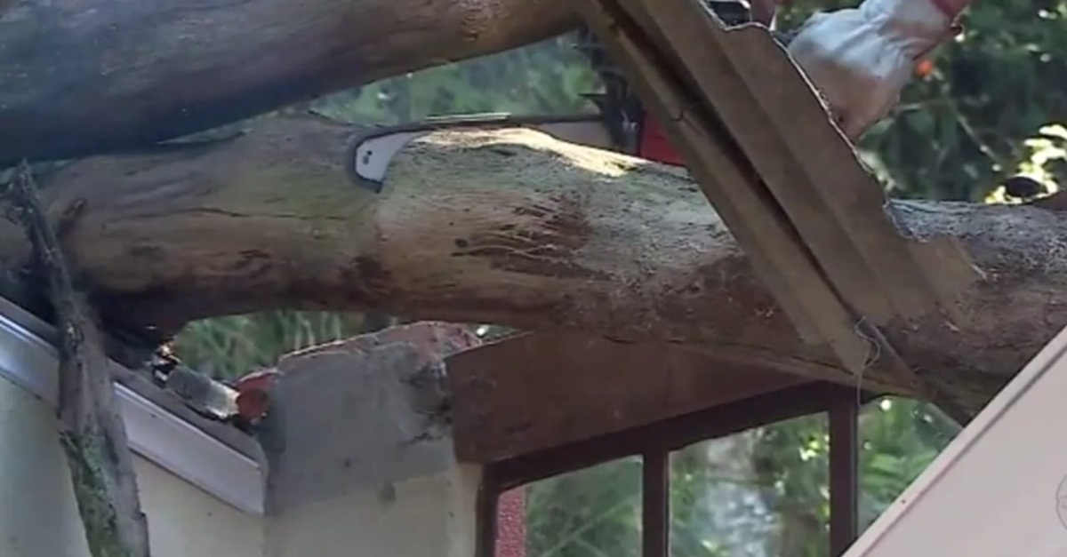 Chuva provoca queda de árvore sobre residência na Colônia Rodrigo Silva