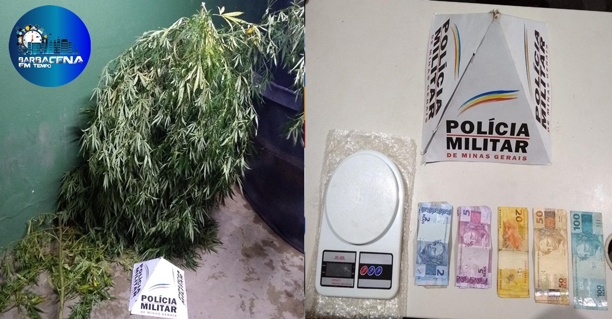 Árvore de maconha é apreendida em residência no centro de São João del-Rei