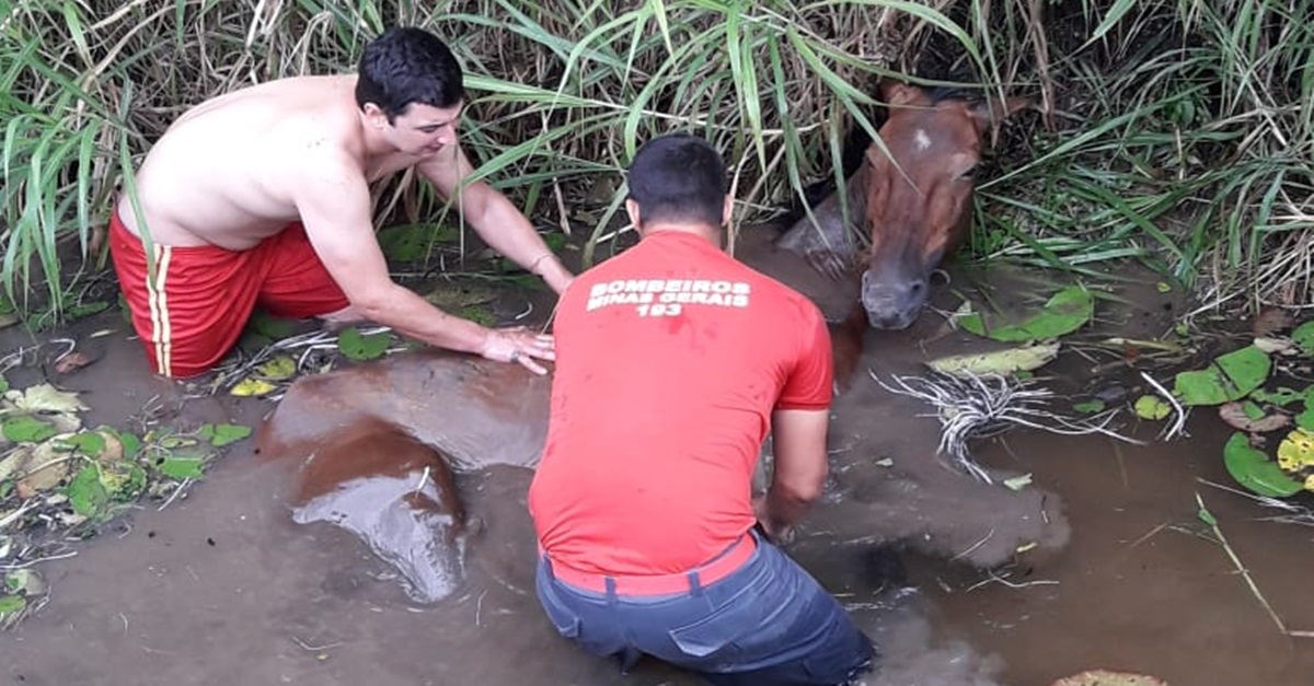 BOMBEIROS DE BARBACENA SALVAM ANIMAL EM RIACHO
