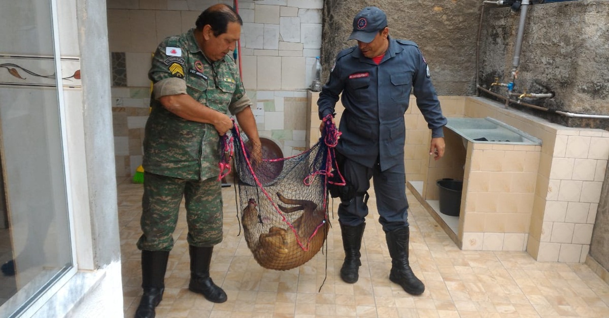 Bombeiros e Meio Ambiente capturam veado campeiro no bairro São Pedro em Barbacena