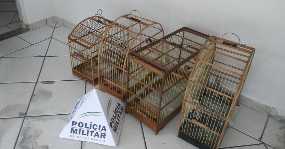 POLÍCIA MILITAR DE MEIO AMBIENTE RESGATA PÁSSAROS EM CATIVEIRO EM SÃO JOÃO DEL RE