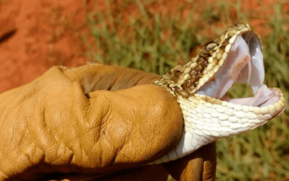 APÓS SER ATACADO POR COBRA IDOSO LEVA O ANIMAL PARA UPA EM DIVINÓPOLIS