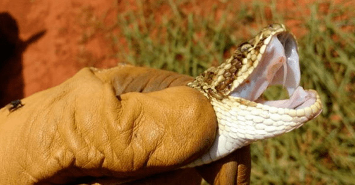 APÓS SER ATACADO POR COBRA IDOSO LEVA O ANIMAL PARA UPA EM DIVINÓPOLIS