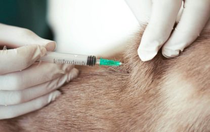 BARBACENA REALIZA MUTIRÃO DE VACINAÇÃO ANTIRRÁBICA NESTE SÁBADO (25).