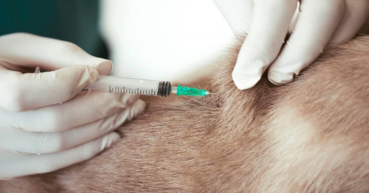 BARBACENA REALIZA MUTIRÃO DE VACINAÇÃO ANTIRRÁBICA NESTE SÁBADO (25).