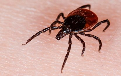 SECRETARIA MUNICIPAL DA SAÚDE ALERTA SOBRE OS PERIGOS DA FEBRE MACULOSA