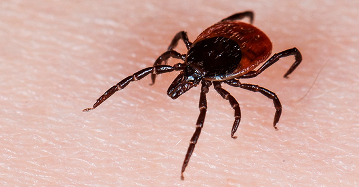 SECRETARIA MUNICIPAL DA SAÚDE ALERTA SOBRE OS PERIGOS DA FEBRE MACULOSA