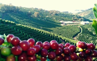 Cafés especiais ampliam mercado dentro e fora do Brasil