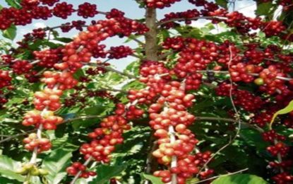 Frio intenso e geadas trazem prejuízos para cafeicultores em Minas Gerais