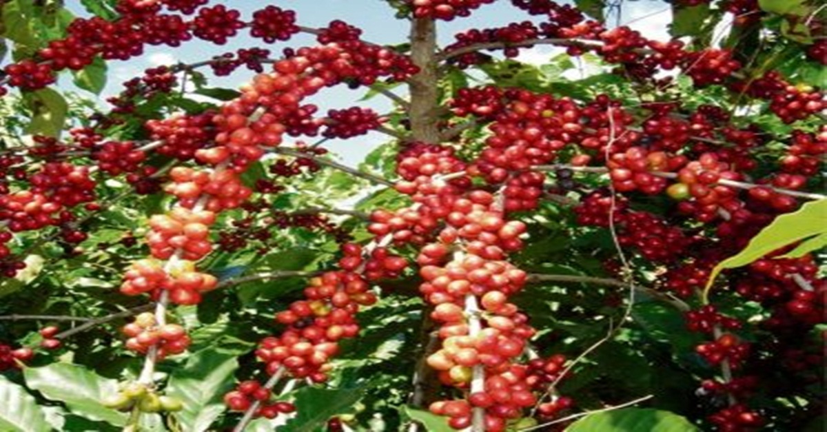 Frio intenso e geadas trazem prejuízos para cafeicultores em Minas Gerais