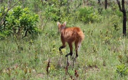 Novo Cetas será inaugurado em Montes Claros