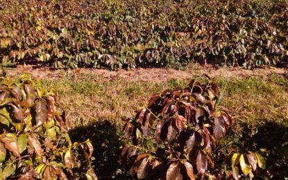 Prejuízos gerados pela formação de geada em lavouras de café no Sul de Minas estão sendo calculados