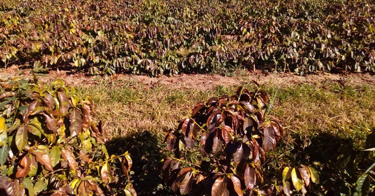 Prejuízos gerados pela formação de geada em lavouras de café no Sul de Minas estão sendo calculados